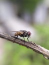 TheÃÂ houseflyÃÂ & x28;Musca domestica& x29; is a fly of the suborder Cyclorrhapha, green leaves to sit housefly